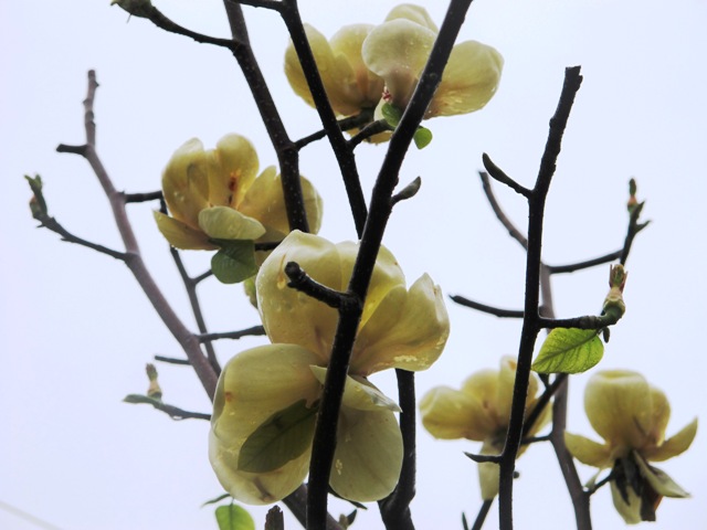 Honey Tulip - looking very good this week