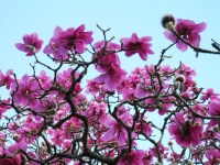 crossed with this (Lanarth)