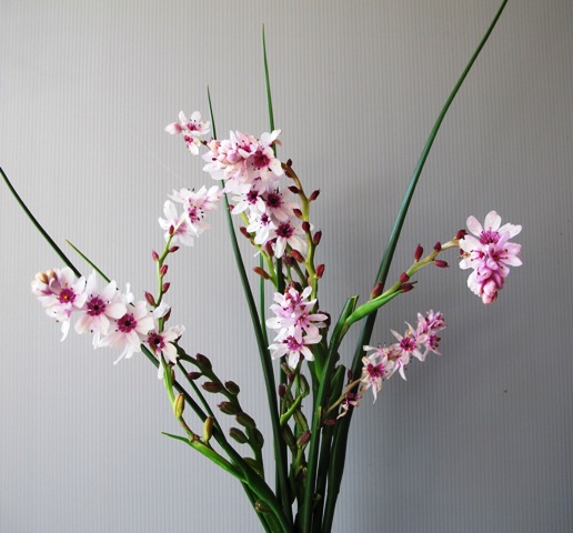 Now Onixotis triquetra, no longer a dipidax