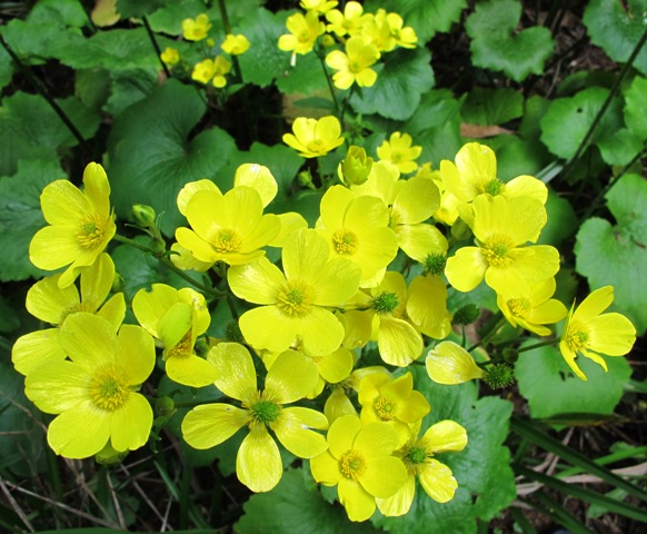 Not the ordinary field buttercup, Ranunculus cortusifolius