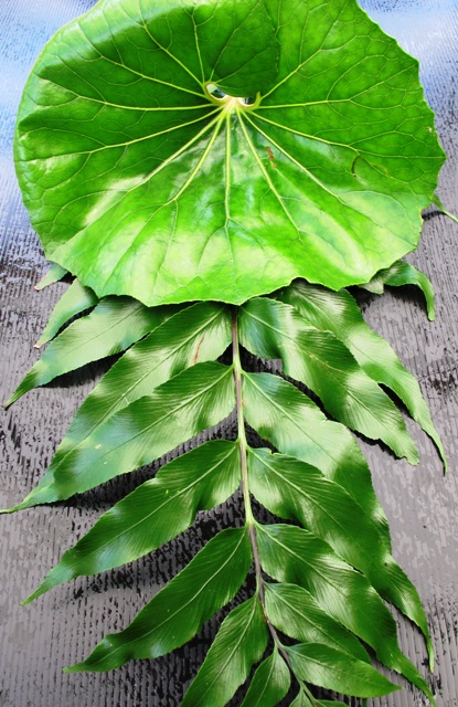 Everything looks better with ferns, in my opinion. Ligularia reniformis. 