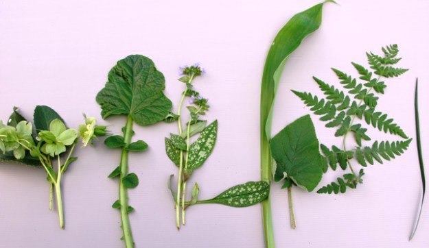left to right: Helleborus x sternii, Francoa ramosa, pulmonaria, arthropodium (renga renga), phlomis, random fern and mondo grass - all cheap, reliable options for low maintenance shade gardening 
