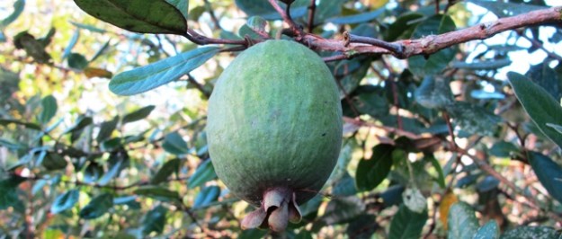Feijoas! Definitely an option for road verge plantings