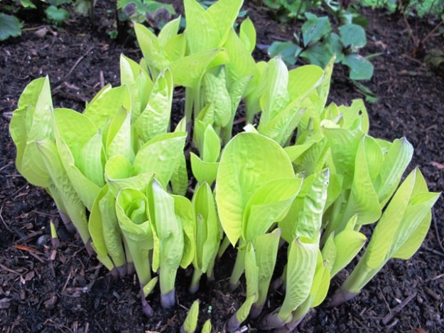 It's compost all the way here, or most of the way at least 