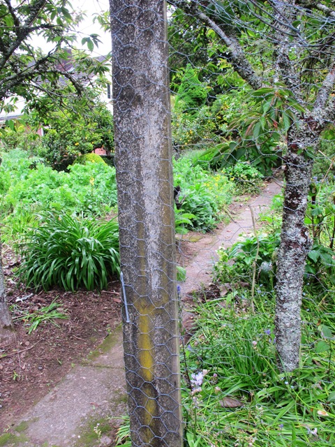 Our bean frame - it's hard to avoid tanalised pine in the veg garden