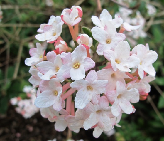 Balls of delicious fragrance from one of V. carlesii hybrids