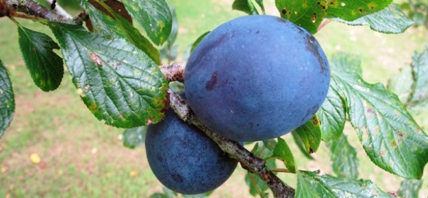 Plums - more likely to feed the birds than the human populace