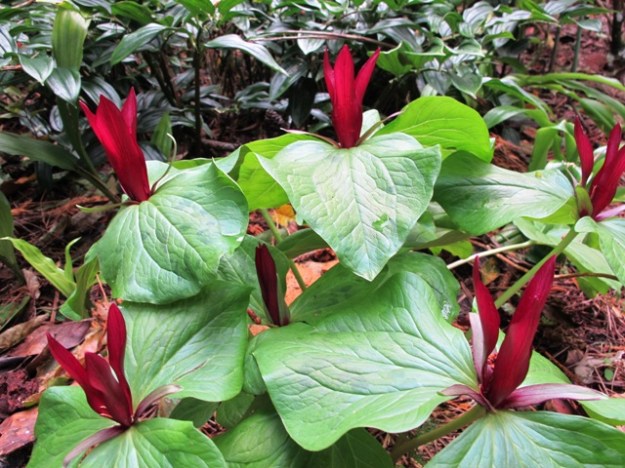 Trilliums! Not common in gardens in our area. T.sessile