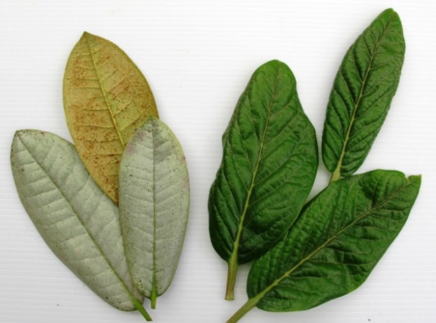 Thrip infested leaves to the left, healthy to the right. 