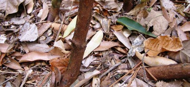 Leaf litter can be untidy but makes a good mulch