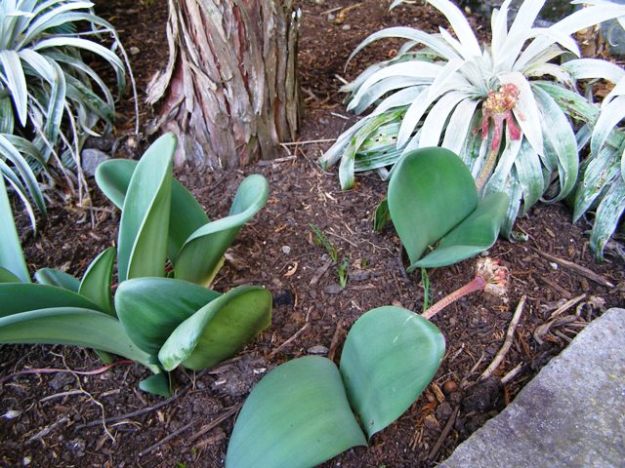 Homemade compost - our preferred garden mulch