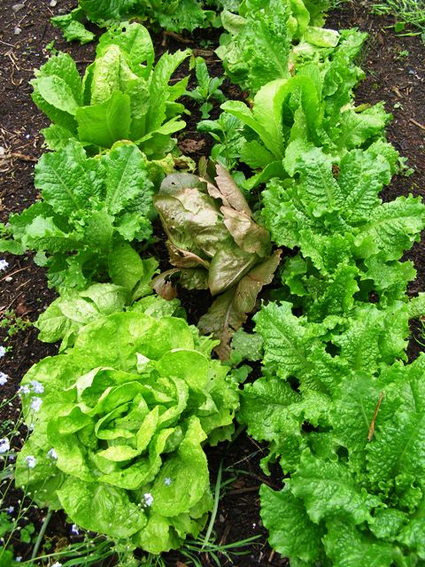 Quick maturing vegetables are the way to go with children 
