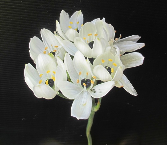 The lovely Ornithogalum arabicum