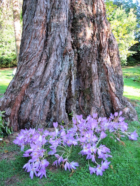 Colchicums in the park