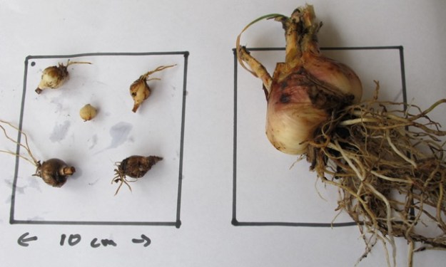 So how many bulbs are needed to fill an area? 