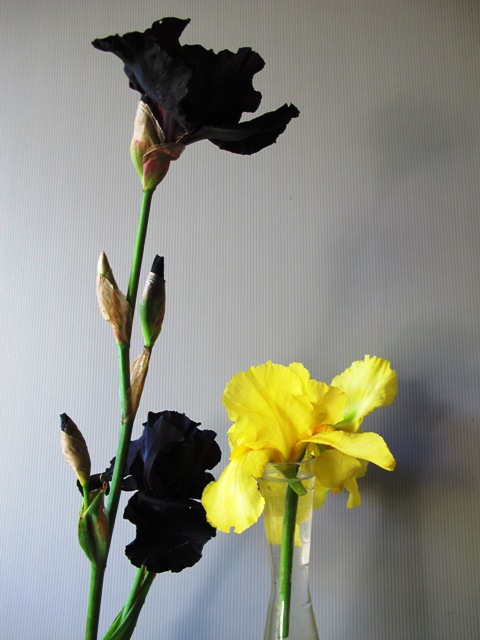 Yes that is a black iris, called 'Anvil of Darkness' no less, and an old yellow variety to the right