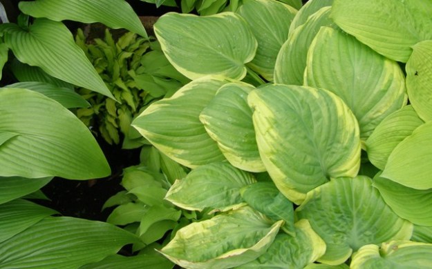 Offset variegated hostas with other plain coloured varieties for best effect