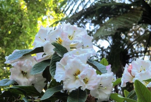 Just beautiful - R. sino nuttallii 