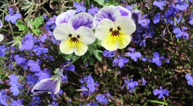 Lobelia and pansies - two choices among many quick maturing annuals