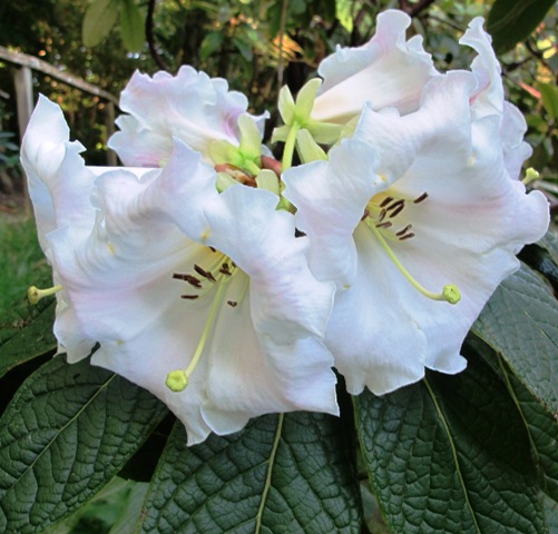 Rhododendron sino nuttallii 
