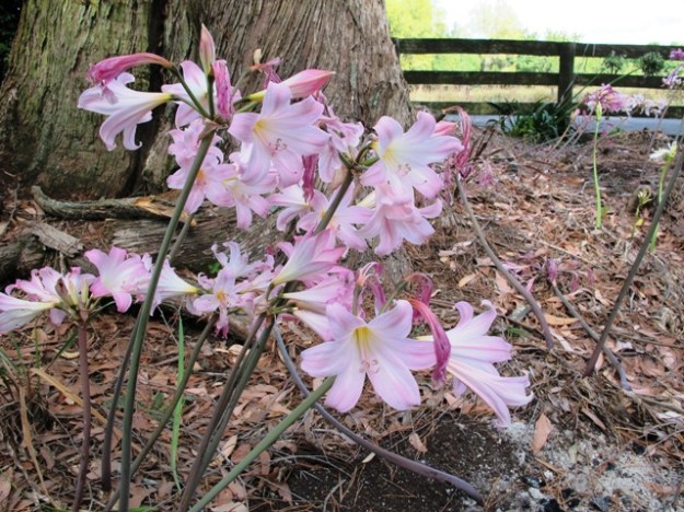 Belladonnas beneath the gum tree at our entrance