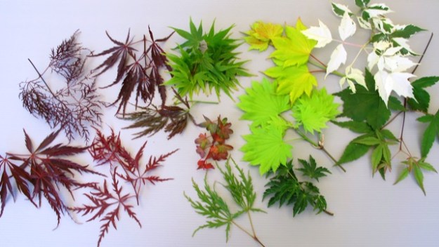 A random collection of maple leaves from around the garden