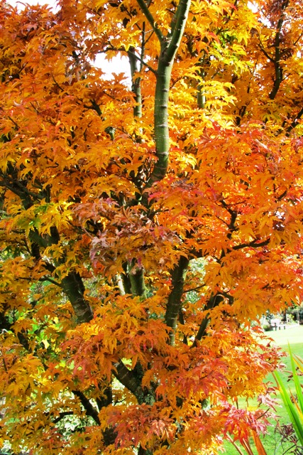 Autumn colour supreme