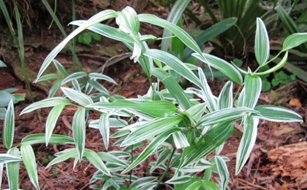 The variegated disporum lit up a dark area but proved altogether too invasive