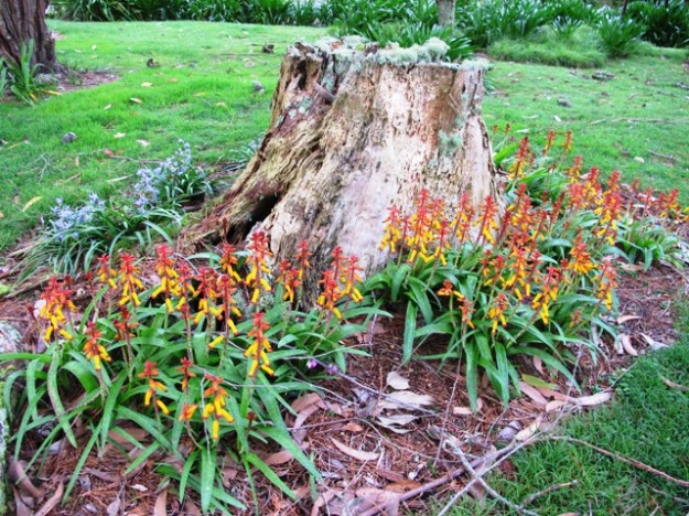 Bluebells to the left and common old Lachenalia aloides in front