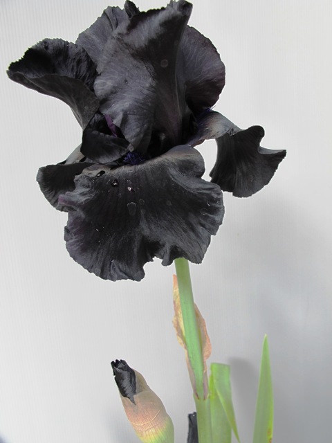 Iris 'Black Suited'