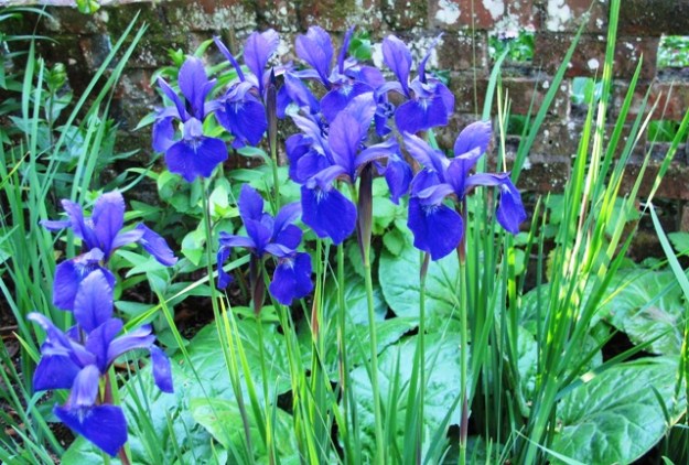 One of the easiest of all iris to grow, as long as you have heavy or damp soil - Iris sibirica