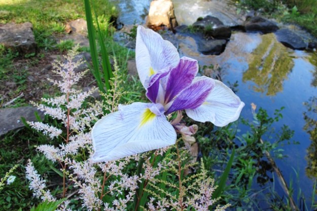 Louisiana iris are flowering by our stream