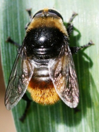 Photo credit: Sandy Rae, Wiki Commons