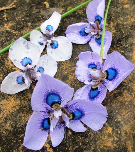 Moraea villosa or the peacock iris