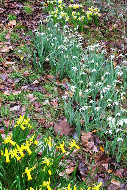 Drifts of bulbs are harder to manage here