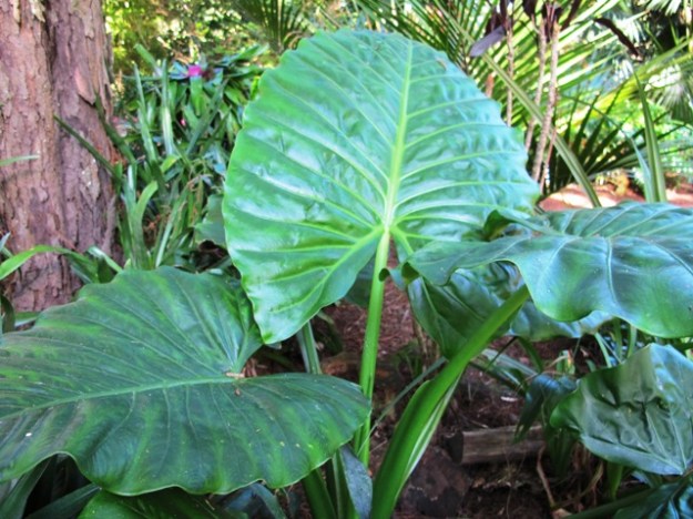 Most of the alocasias are toxic but this one particularly so. We are cautious handling it in the garden 
