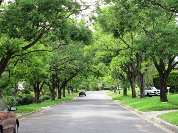 We could learn a thing or two from street trees in Australia - this pleasant leafy road is in in Canberra