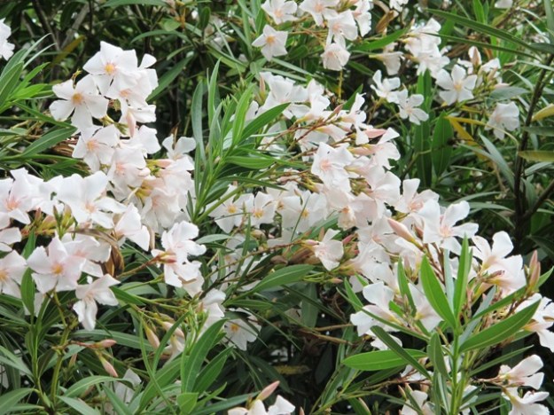 Oleanders - internationally popular for harsh growing conditions
