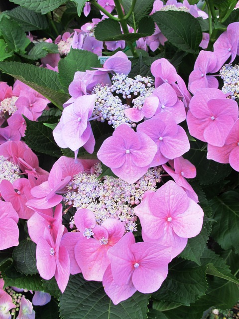 Hydrangeas - easycare plants. They are all pink in Canberra.
