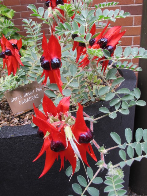 The remarkable Sturt Desert Pea or Swainsona formosa