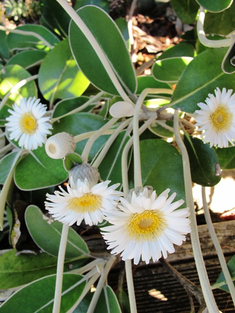 Pachystegia insignis - one of our loveliest native plants