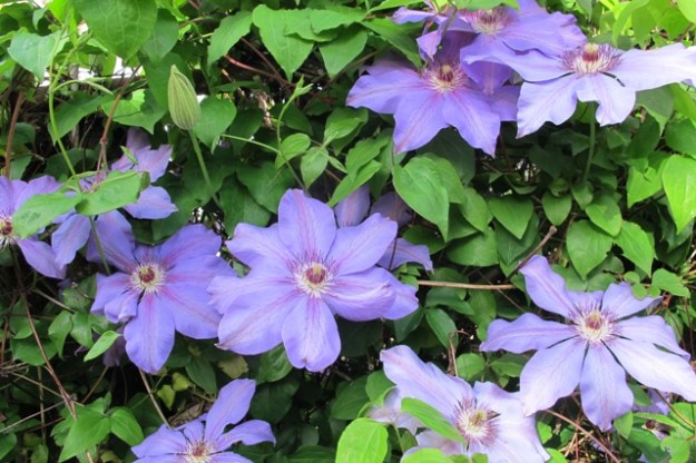 An unnamed blue seedling that has settled down happily in a mixed border