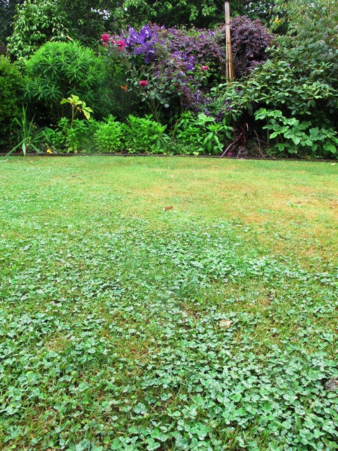 We are encouraging clover back into our lawns. It stays green, doesn't need mowing as often and feeds the bees