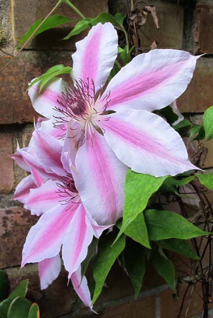 What we have as the tried and true "Nellie Moser" although it may be a seedling rather than the real thing