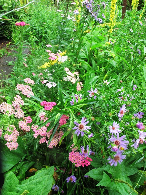 Plant food for the bees. Collectively, gardeners can make a difference