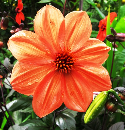 Single flowers with visible pollen and stamens feed the bees and indeed the butterflies
