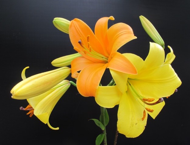 The lovely Aurelian lily hybrids