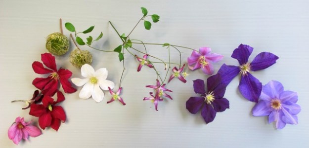A selection of clematis which are still flowering in the garden, including two of the decorative seed heads