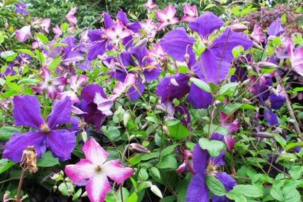 Two named varieties. I just don't have the names any more.