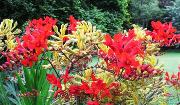 Red Crocosmia 'Lucifer' with yellow anigozanthus